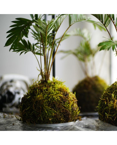 KOKEDAMA: l'arte del giardino giapponese sospeso