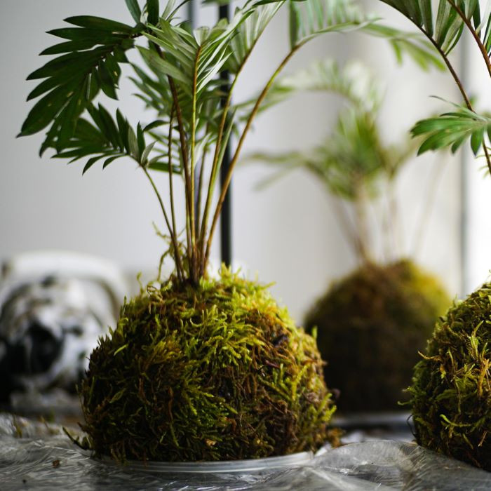 KOKEDAMA: l'arte del giardino giapponese sospeso