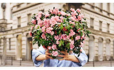 Festa della Mamma 2025 - Sosteniamo AIRC e regaliamo l’Azalea della Ricerca!