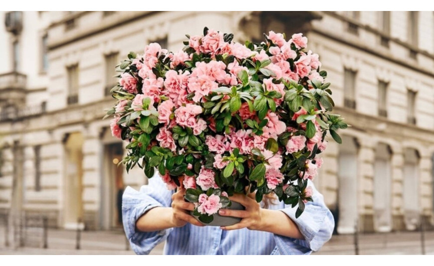 Festa della Mamma 2025 - Sosteniamo AIRC e regaliamo l’Azalea della Ricerca! Festa della Mamma 2025 - Sosteniamo AIRC e regaliamo l’Azalea della Ricerca!